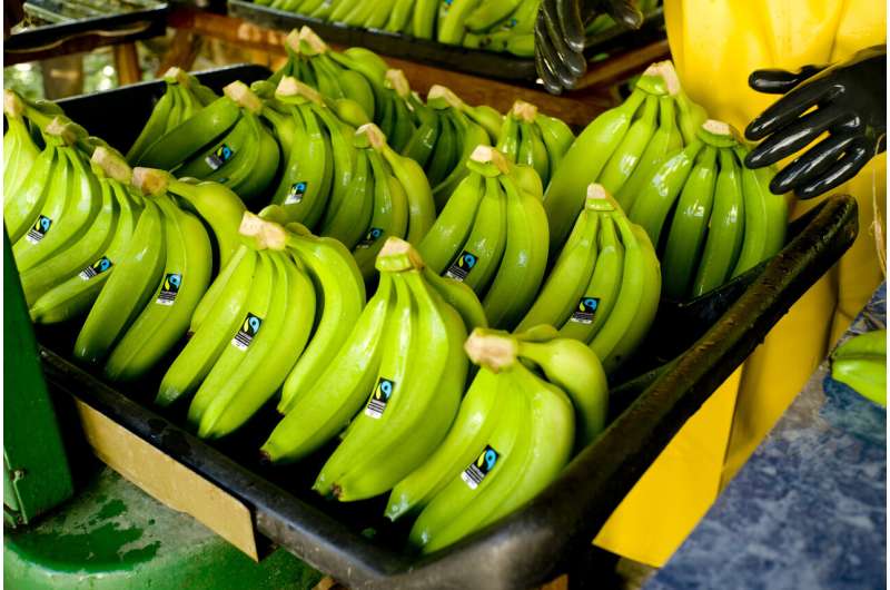 Impact of climate change on global banana yields revealed