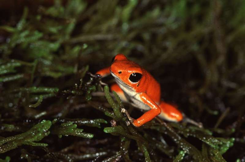 Imprinting on mothers may drive new species formation in poison dart frogs