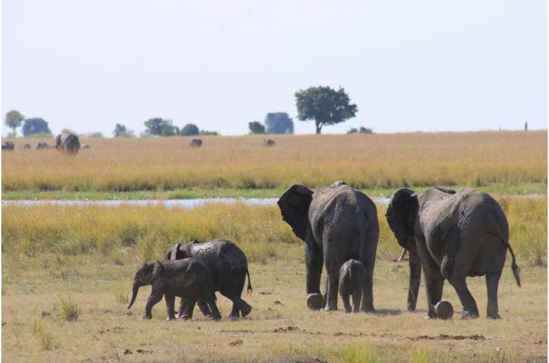 Increasing value of ivory poses major threat to elephant populations