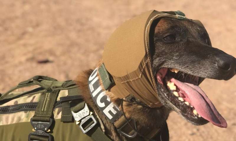 Innovative hearing protection may protect military working dogs