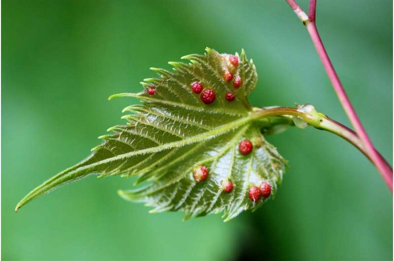 Insects hijack reproductive genes of grape vines to create own living space on plant