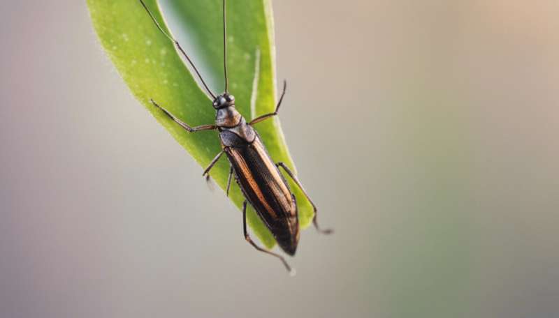 Insects might soon be trained to protect crops