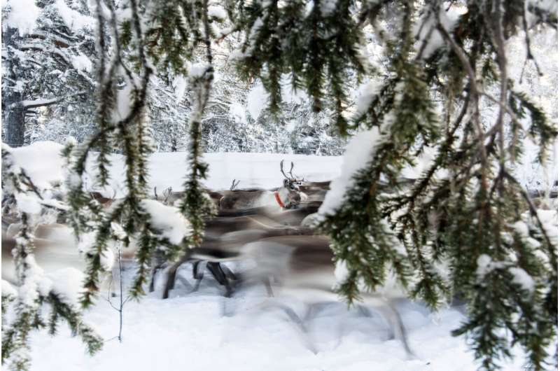 In Sweden's Arctic, global warming threatens reindeer herds