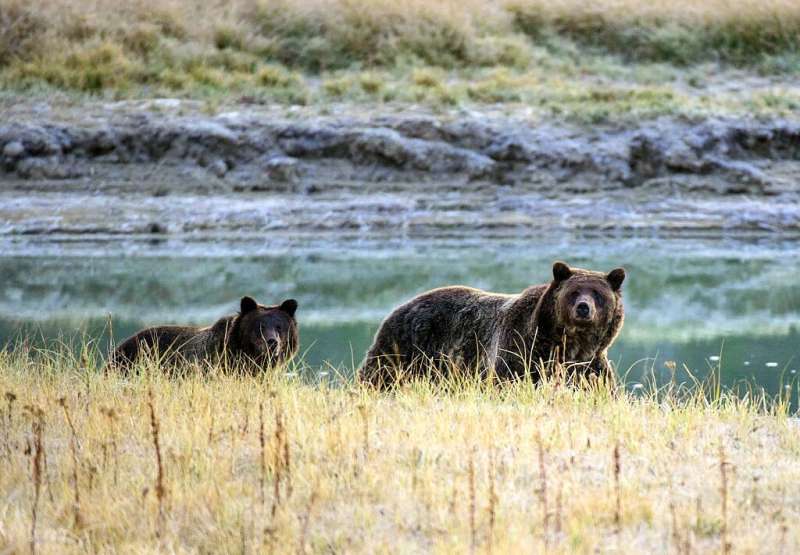 In this file photo taken on October 8, 2012 a grizzly bear mother and her cub walk near Pelican Creek in the Yellowstone Nationa