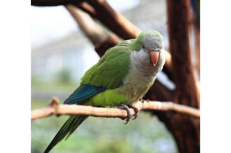 Invasive parrots have varying impacts on European biodiversity, citizens and economy