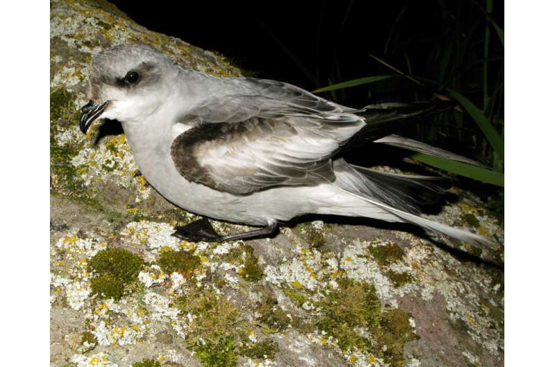 Island 'soundscapes' show potential for evaluating recovery of nesting seabirds