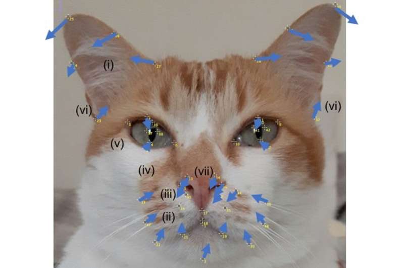 Is your cat in pain? Its facial expression could hold a clue