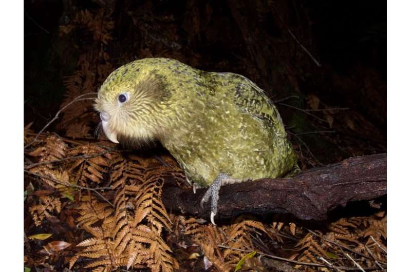 It would take 50 million years to recover New Zealand's lost bird species
