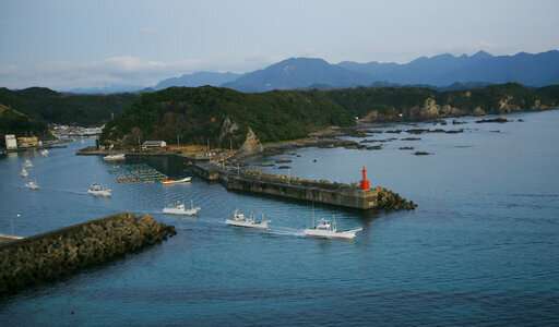 Japan whalers discuss plan to resume commercial hunt July 1