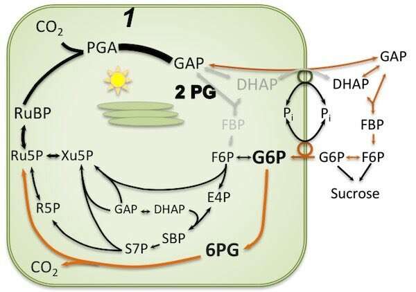 Keeping Plants Nourished: The Workings of a Photosynthesis Backup System
