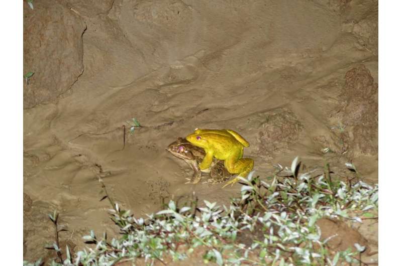 Killer tadpoles threaten Andaman archipelago's native frog species