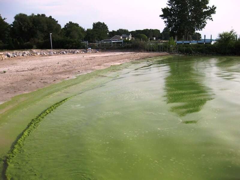 Lake Erie's toxic algae blooms: Why is the water turning green?