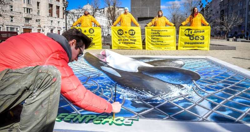 Last month Greenpeace activists produced an image of an orca in Moscow in protest against keeping orcas and beluga whales cramme