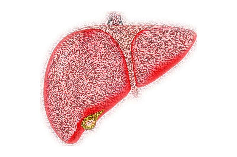 Researchers unlock secrets behind liver regrowth and regenerative medicine