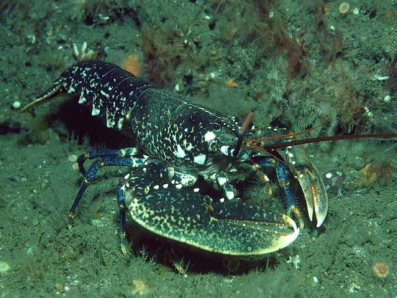 Lobster fertility under the microscope in Scotland