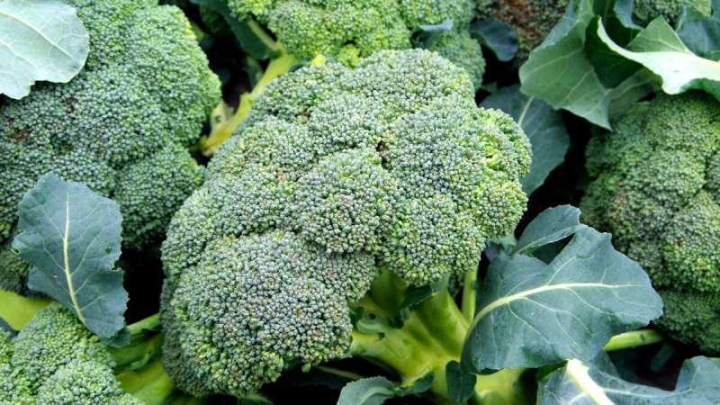 'Locally grown' broccoli looks, tastes better to consumers