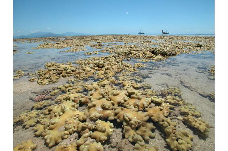 Longest coral reef survey to date reveals major changes in Australia's Great Barrier Reef