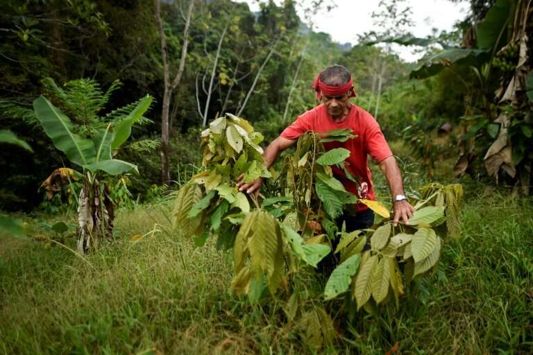 Luis Portilla checks a cocoa plant at his farm in Colombias Catatumbo region—Portilla eliminated his illicit coca crops and acce