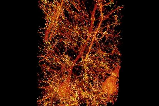 Mapping the brain at high resolution