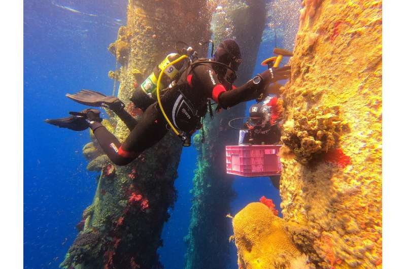 Marine ecologists are removing Red Sea coral and moving them to another site to avoid them perishing during maintenance works on