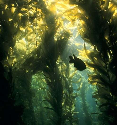 **Marine scientists discover an important, overlooked role sea urchins play in the kelp forest ecosystem