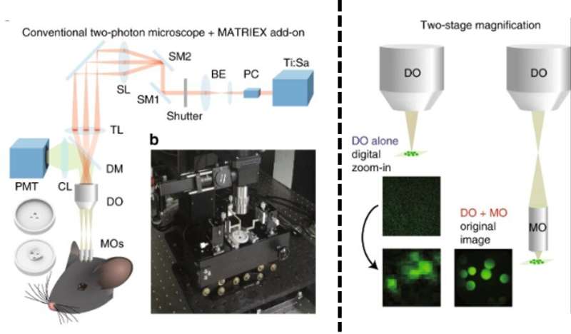 MATRIEX imaging: Simultaneously seeing neurons in action in multiple regions of the brain