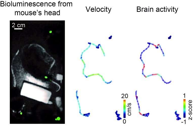 Measuring brain activity associated with social behavior in mice