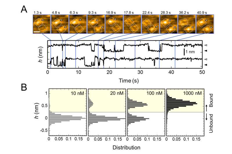 Mechanism of scorpion toxin inhibition of K+ channel elucidated using high-speed AFM