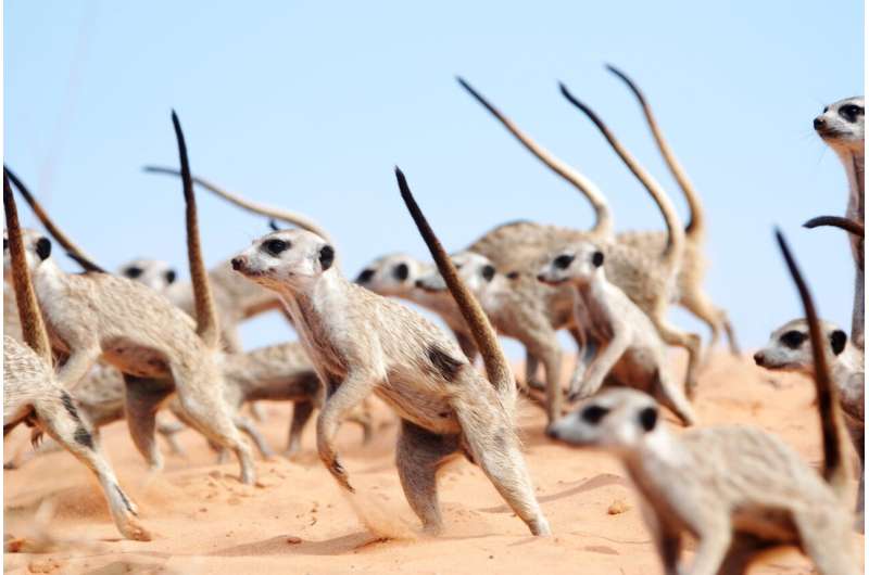 Meerkat mobs do 'war dance' to protect territory