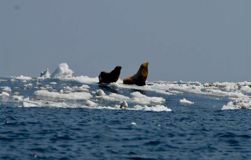 Melting arctic sea ice linked to emergence of deadly virus in marine mammals