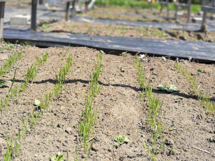 Microbial aromas might save crops from drought