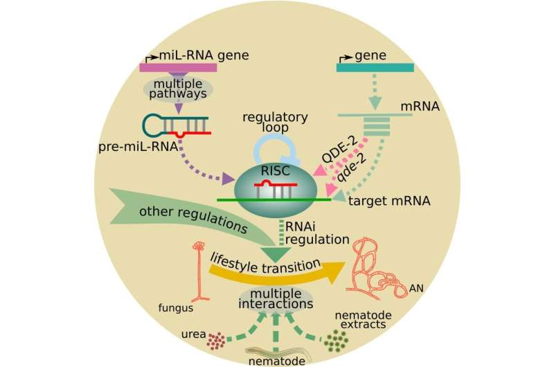 MicroRNA-like RNAs contribute to the lifestyle transition of Arthrobotrys oligospora