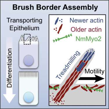 Microvilli in motion: Live cell imaging to visualize early steps of brush border formation