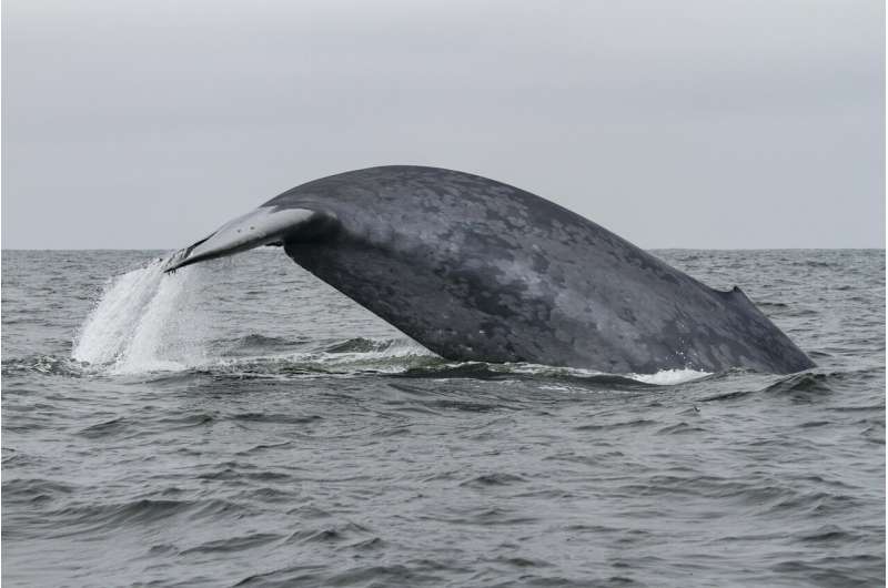 Migrating blue whales rely on memory more than environmental cues to find prey