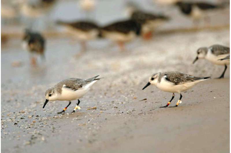 Migratory birds are worse off in West Africa