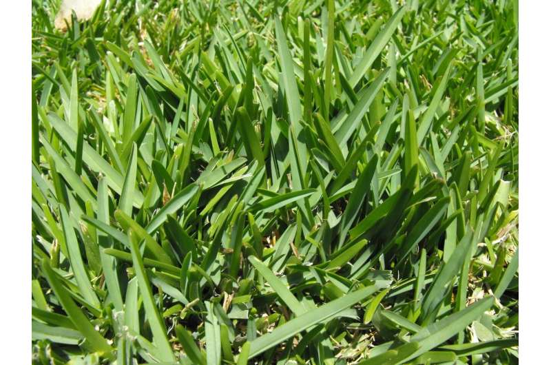 Mixing grass varieties may reduce insect infestations in lawns