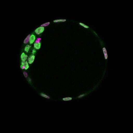 Molecular connection between nutrient availability and embryonic growth identified