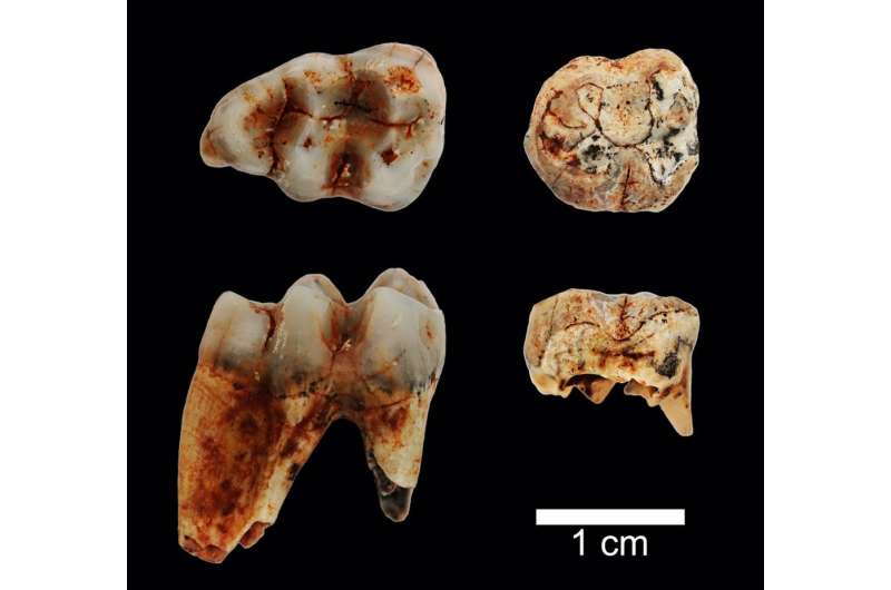 Monkey fossils found in Serbia offer clues about life in a warmer world millions of years ago