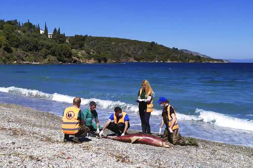 More dolphins die in Aegean Sea; group suspects navy drills