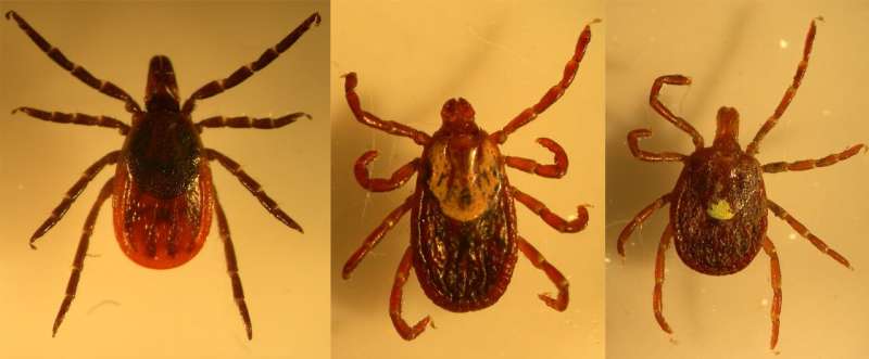 More than lyme: Tick study finds multiple agents of tick-borne diseases