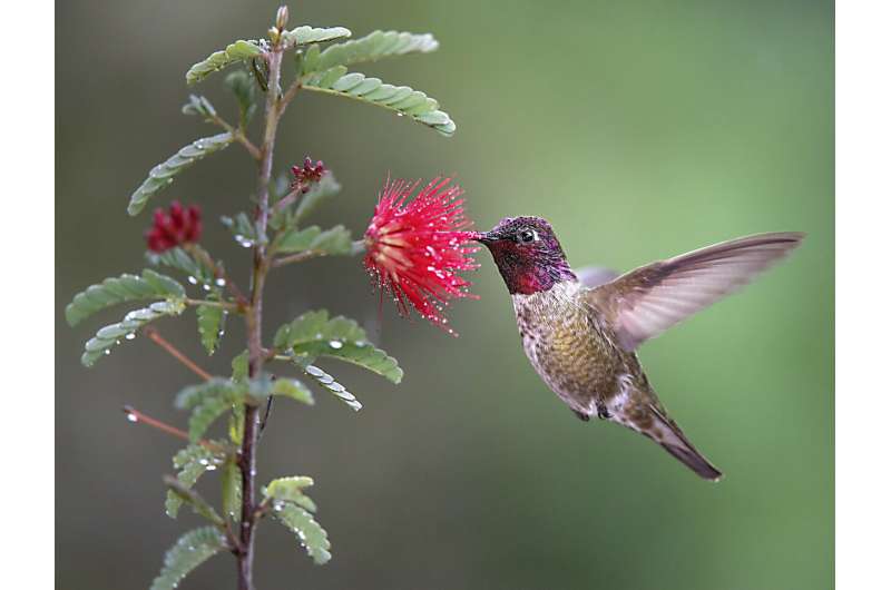 Most microbes in hummingbird feeders do not pose health hazard