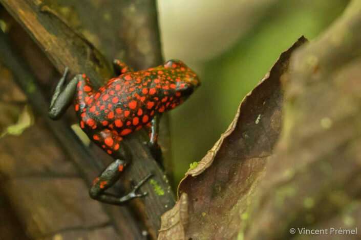 Motherly poison frogs shed light on maternal brain