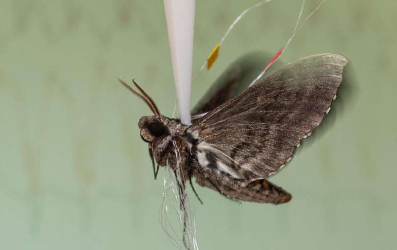Moths and perhaps other animals rely on precise timing of neural spikes