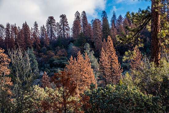 **Multi-year drought caused massive forest die-off in Sierra Nevada