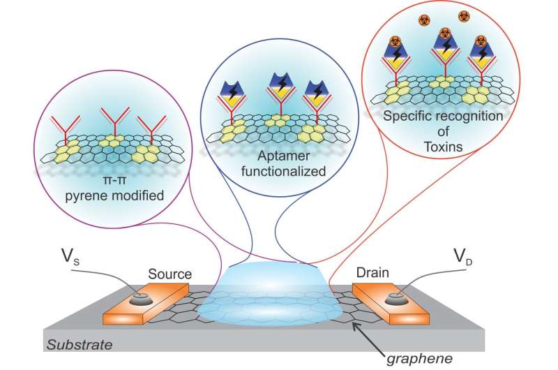 Mycotoxin detection by graphene field-effect transistor