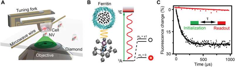 Nanoscale magnetic imaging of ferritin in a single cell
