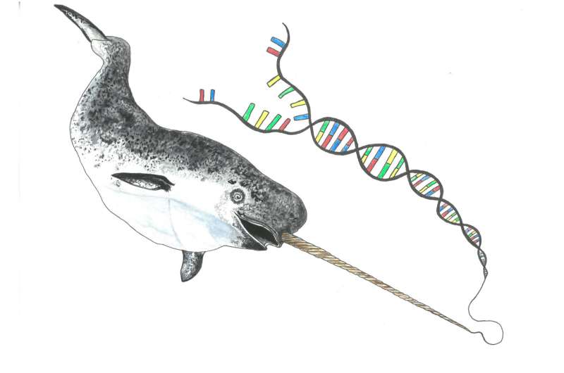 Narwhals have endured a million years with low genetic diversity, and they're thriving