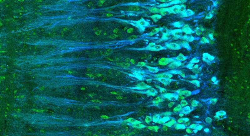 Neurological signals from the spinal cord surprise scientists