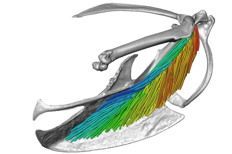 New 3D imaging and visualization technique provides detailed views of muscle architecture