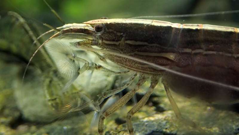 New Australian shrimp species scales waterfalls, changes gender and eats using 'nets'